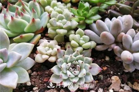 夏天亂澆水，月季多肉…澆一盆死一盆！(圖3)