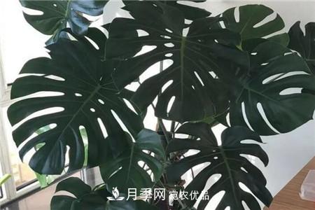 夏天亂澆水，月季多肉…澆一盆死一盆！(圖12)