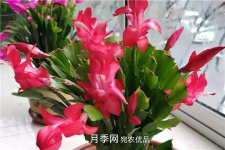 夏天亂澆水，月季多肉…澆一盆死一盆！(圖11)