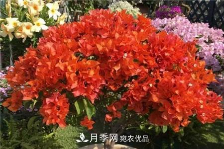 夏天亂澆水，月季多肉…澆一盆死一盆！(圖10)