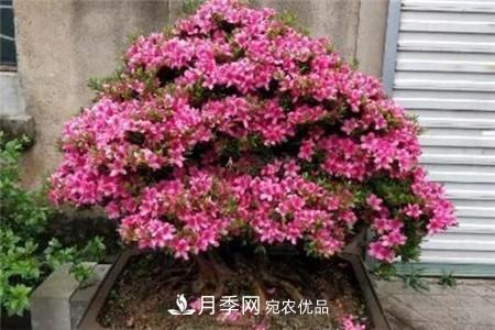 夏天亂澆水，月季多肉…澆一盆死一盆！(圖9)