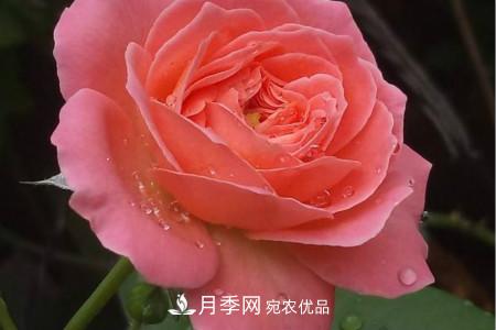 月季花冬天怎么過冬，冬天怎么剪枝(圖2)