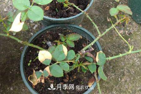 月季花冬天怎么過冬，冬天怎么剪枝(圖1)