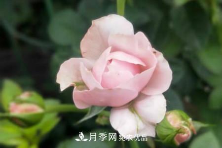 月季花冬天怎么過冬，冬天怎么剪枝(圖3)