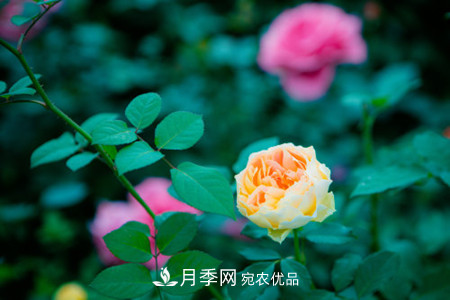 月季小苗怎么養(yǎng)，如何養(yǎng)壯？(圖1)