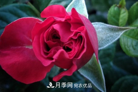 月季小苗怎么養(yǎng)，如何養(yǎng)壯？(圖3)