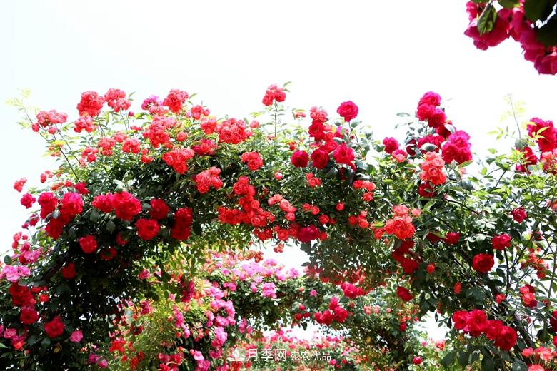 拱門(mén)造型月季浪漫穿行，花開(kāi)花落歲月靜好(圖4)