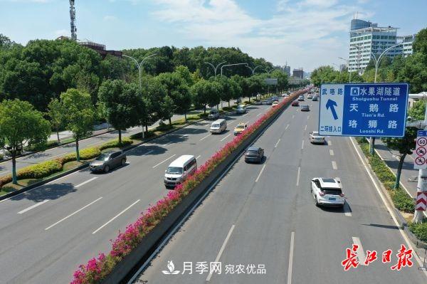 湖北武漢百萬株月季“理發(fā)”，國慶節(jié)前將綻放街頭(圖2)
