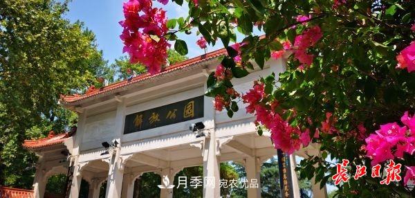 湖北武漢百萬株月季“理發(fā)”，國慶節(jié)前將綻放街頭(圖1)