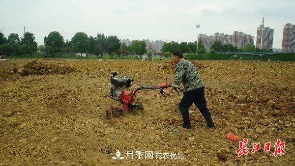 湖北武漢百萬株月季“理發(fā)”，國慶節(jié)前將綻放街頭(圖4)