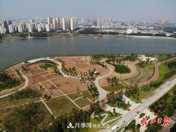 湖北武漢百萬株月季“理發(fā)”，國慶節(jié)前將綻放街頭(圖5)