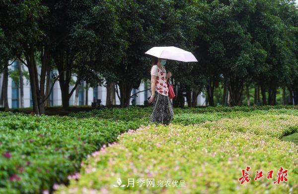 湖北武漢百萬株月季“理發(fā)”，國慶節(jié)前將綻放街頭(圖7)