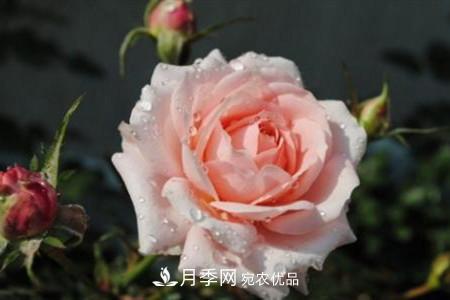 月季花夏天水分蒸發(fā)較，多少天澆次水？(圖3)