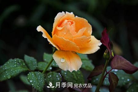 月季花夏天水分蒸發(fā)較，多少天澆次水？(圖1)