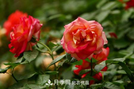 全攻略，香水月季怎么養(yǎng)長(zhǎng)的好？(圖3)