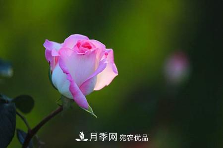 全攻略，香水月季怎么養(yǎng)長(zhǎng)的好？(圖2)