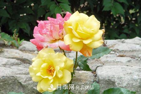 全攻略，香水月季怎么養(yǎng)長(zhǎng)的好？(圖4)