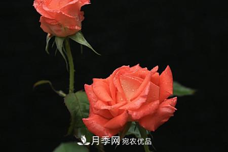 全攻略，香水月季怎么養(yǎng)長(zhǎng)的好？(圖6)