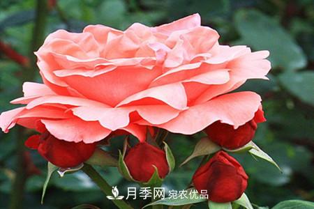 全攻略，香水月季怎么養(yǎng)長(zhǎng)的好？(圖10)