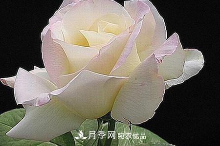 全攻略，香水月季怎么養(yǎng)長(zhǎng)的好？(圖7)