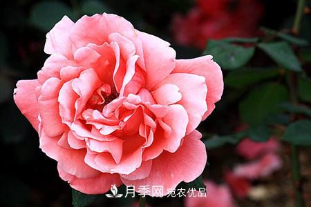 全攻略，香水月季怎么養(yǎng)長(zhǎng)的好？(圖5)