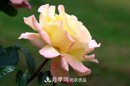 全攻略，香水月季怎么養(yǎng)長(zhǎng)的好？(圖8)