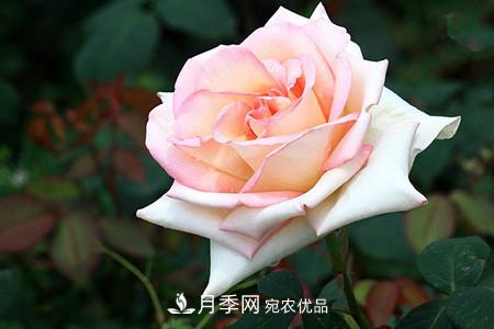 全攻略，香水月季怎么養(yǎng)長(zhǎng)的好？(圖9)