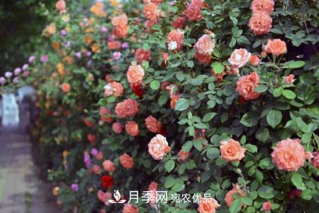 藤本月季制作月季花墻怎么固定？(圖2)