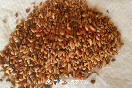 月季花的種子可以種嗎？(圖1)