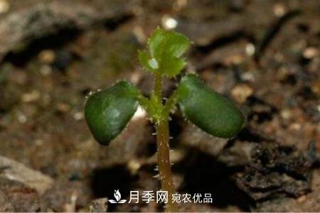 月季花的種子可以種嗎？(圖2)
