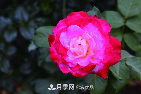 養(yǎng)護(hù)月季花施肥施什么肥料？(圖2)