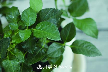 養(yǎng)護(hù)月季花施肥施什么肥料？(圖3)