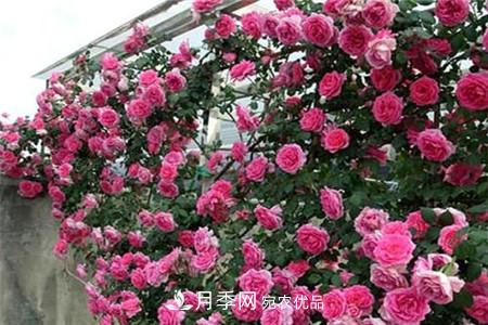 月季種類有哪些？帶你了解藤本、灌木、微型、樹狀(圖1)