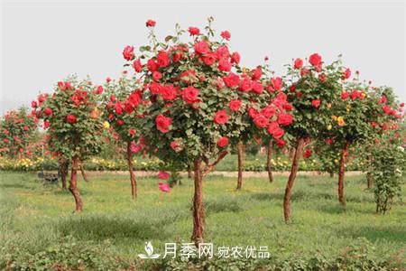 月季種類有哪些？帶你了解藤本、灌木、微型、樹狀(圖4)