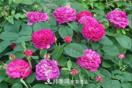 月季種類有哪些？帶你了解藤本、灌木、微型、樹狀(圖2)