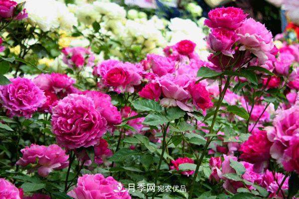 什么是豐花月季，它有什么特點？(圖1)