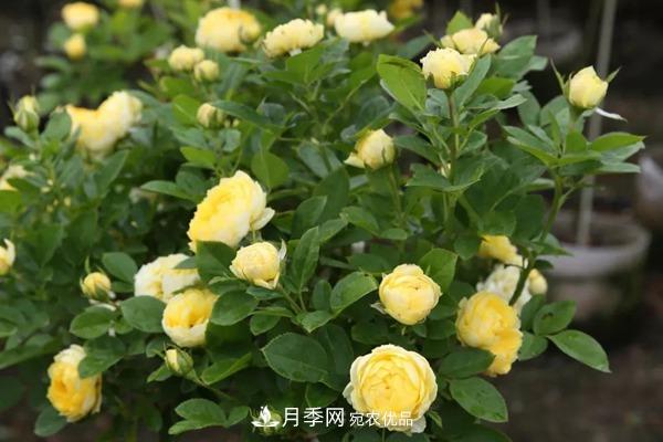 什么是豐花月季，它有什么特點？(圖3)