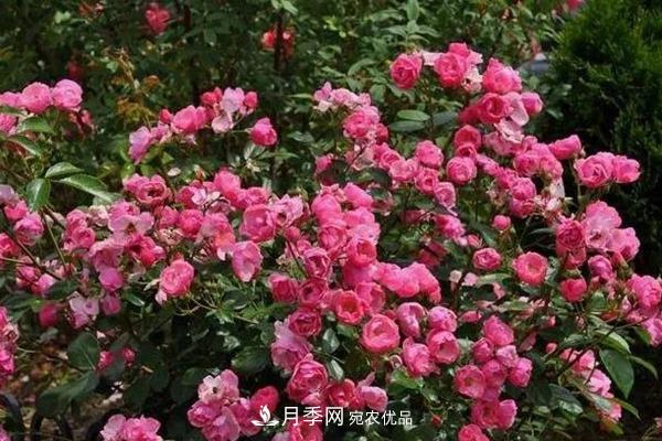 什么是豐花月季，它有什么特點？(圖4)