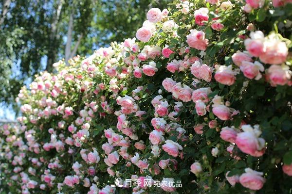 西北東北寒冷地區(qū)能種植藤本月季嗎？(圖1)