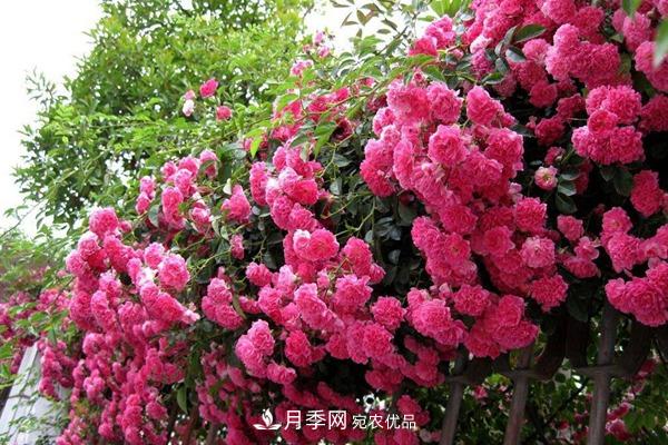 西北東北寒冷地區(qū)能種植藤本月季嗎？(圖2)