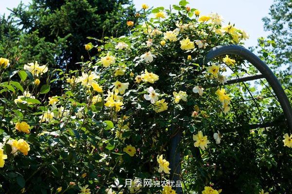 西北東北寒冷地區(qū)能種植藤本月季嗎？(圖3)