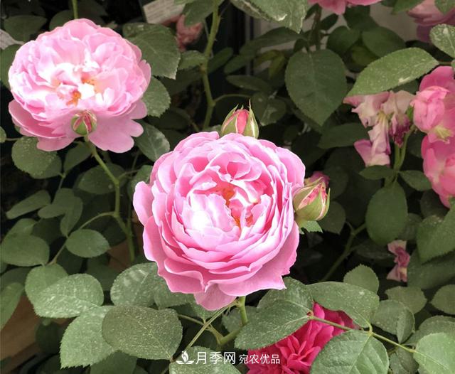 月季花冬天會凍死嗎？防寒的措施(圖1)