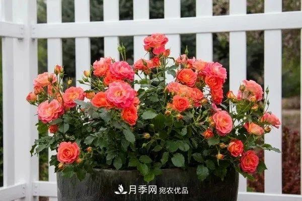 月季花夏季的修剪、施肥和防治病蟲(chóng)害攻略，遠(yuǎn)離紅蜘蛛黑斑病(圖1)