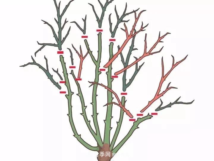 月季花夏季的修剪、施肥和防治病蟲(chóng)害攻略，遠(yuǎn)離紅蜘蛛黑斑病(圖4)