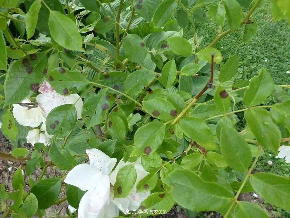 月季花夏季的修剪、施肥和防治病蟲(chóng)害攻略，遠(yuǎn)離紅蜘蛛黑斑病(圖5)