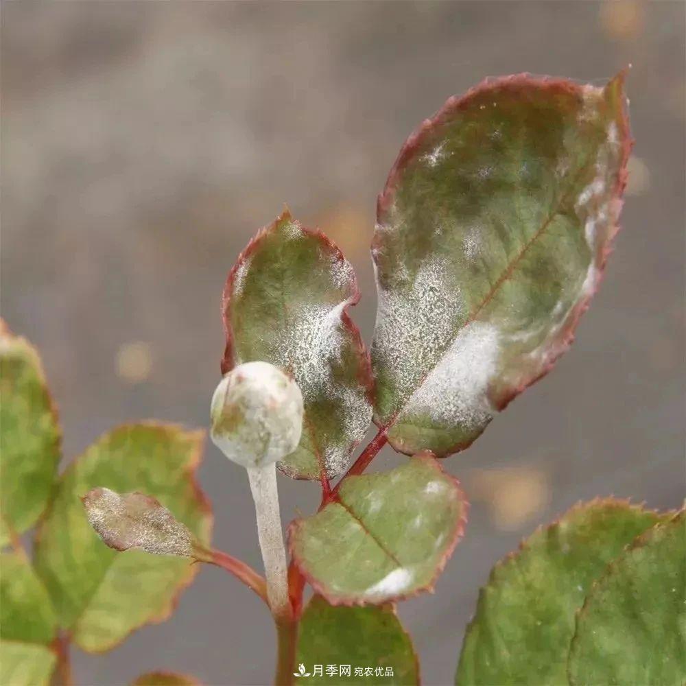 月季花夏季的修剪、施肥和防治病蟲(chóng)害攻略，遠(yuǎn)離紅蜘蛛黑斑病(圖6)