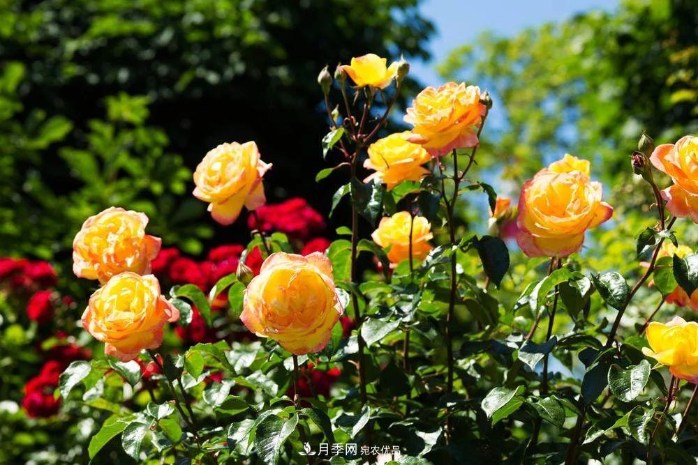 月季花夏季的修剪、施肥和防治病蟲(chóng)害攻略，遠(yuǎn)離紅蜘蛛黑斑病(圖7)