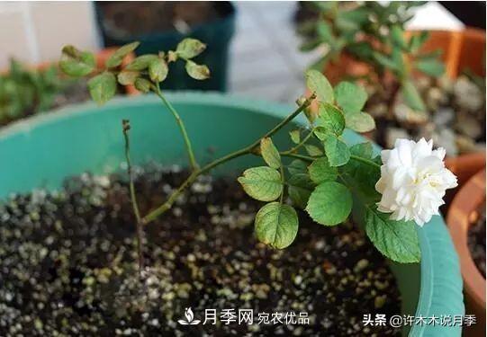 月季打頂是什么意思？教你正確打頂，苗更壯長更快花更多(圖3)