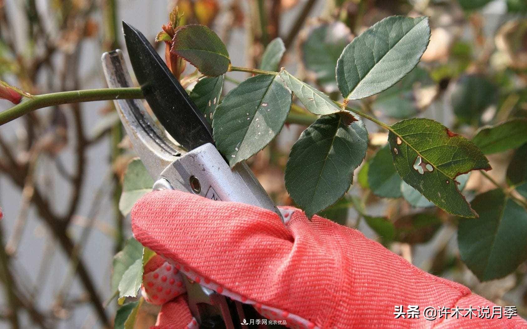 月季打頂是什么意思？教你正確打頂，苗更壯長更快花更多(圖2)
