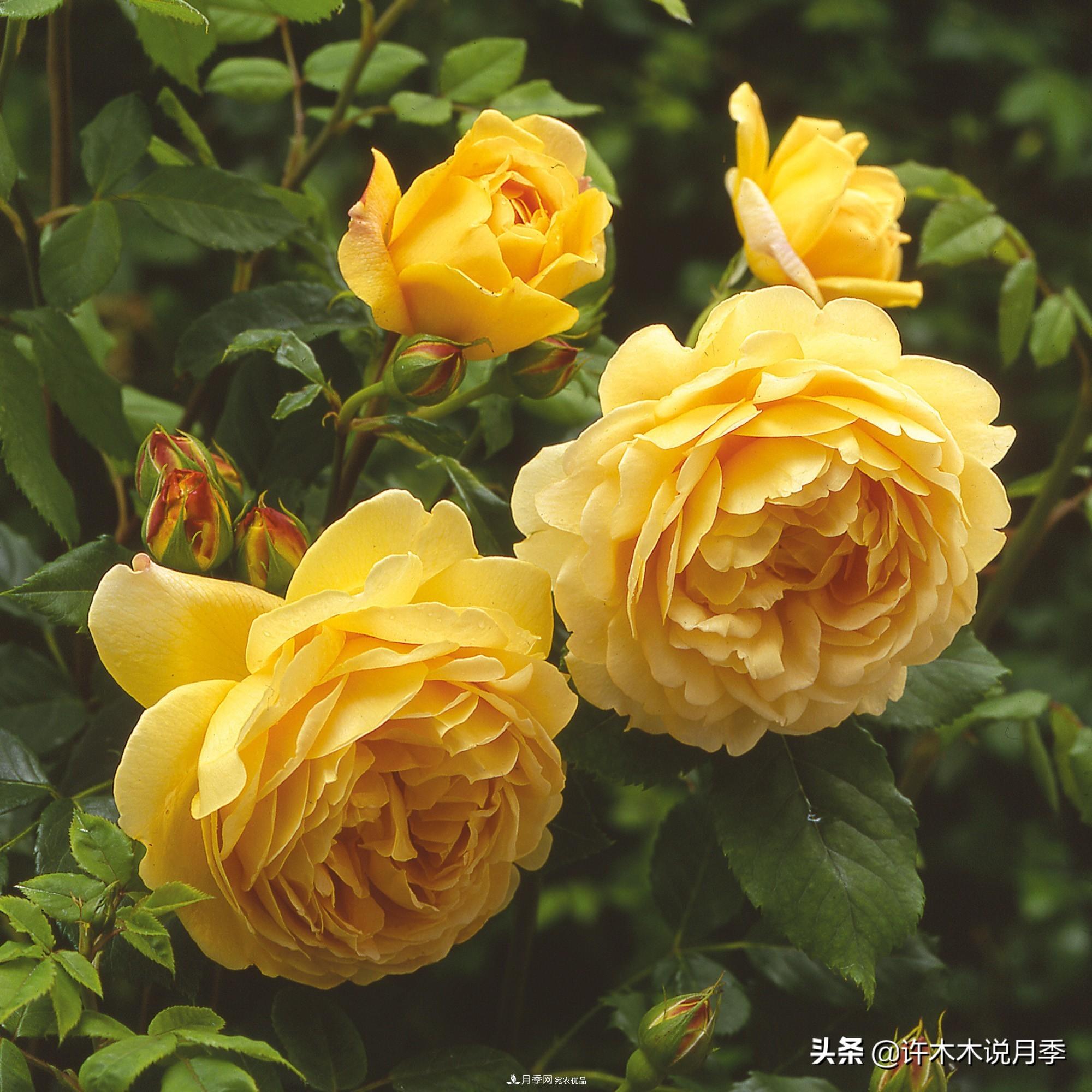 月季打頂是什么意思？教你正確打頂，苗更壯長更快花更多(圖1)